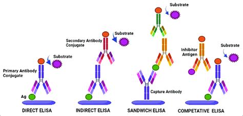 elisa test types|elisa principle and types.